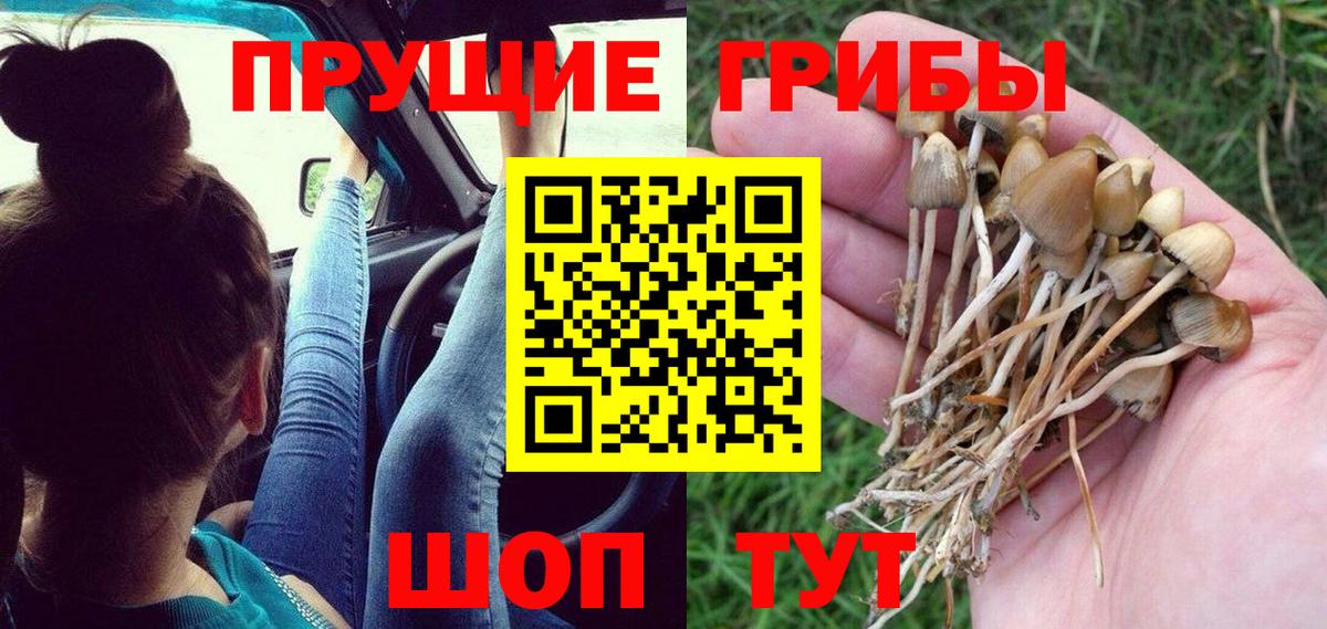 Георгиевск  Псилоцибиновые грибы Cubensis  Псилоцибиновые грибы Magic Shrooms  Вход с VPN 
