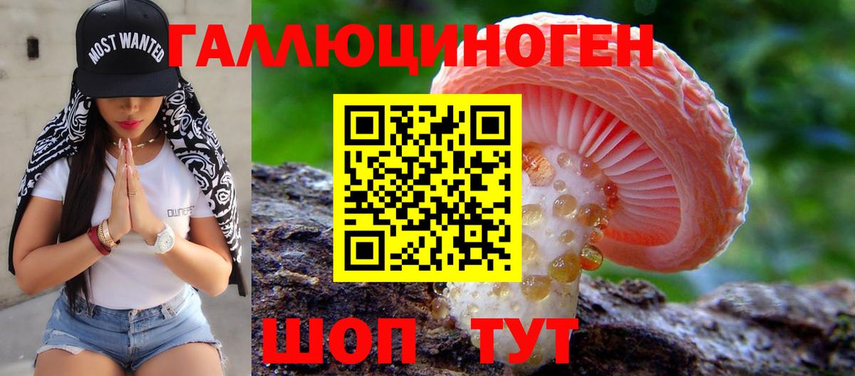 Псилоцибиновые грибы Psilocybe Георгиевск
